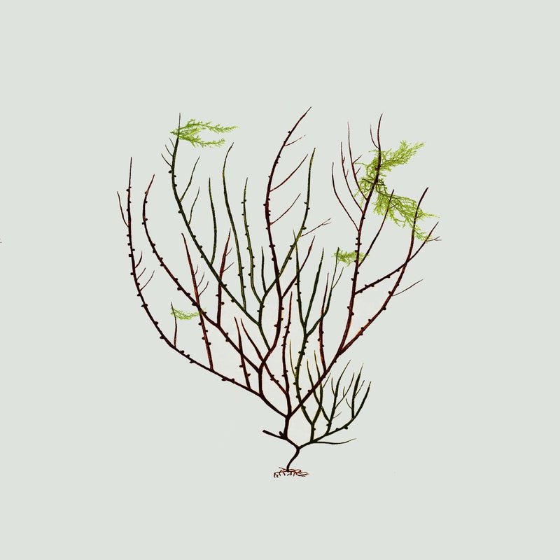 Algae Green Leaf Framed Print - BFG 30x30 2301 - Uneeka